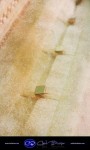 M+S-W-_0002